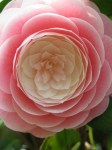 Pink Camellia